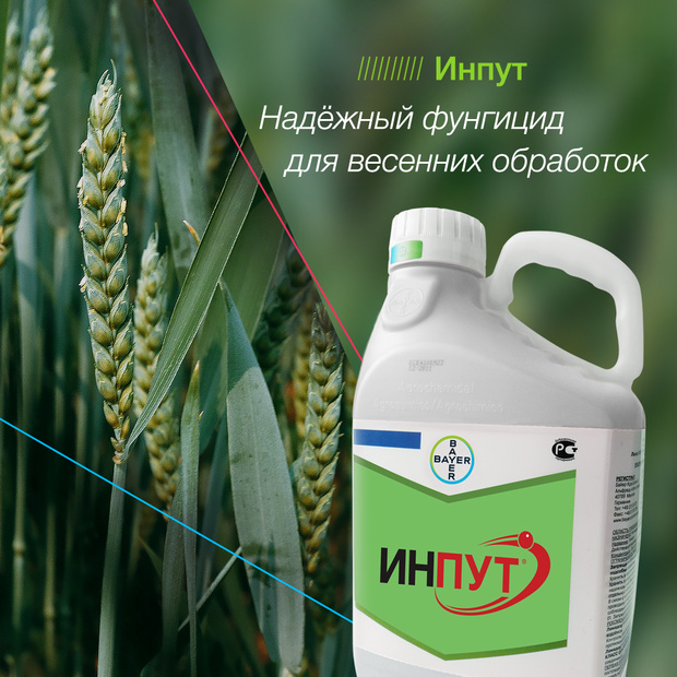 Фунгицид Инпут - основа интенсивной схемы защиты озимой пшеницы.